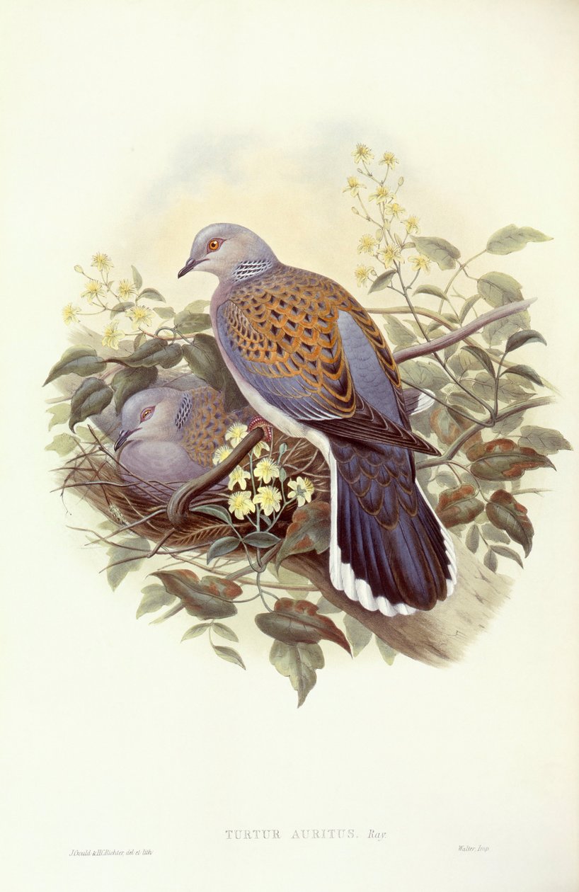 Europeisk turteldue (Streptopelia turtur), Gravering av John Gould av John Gould