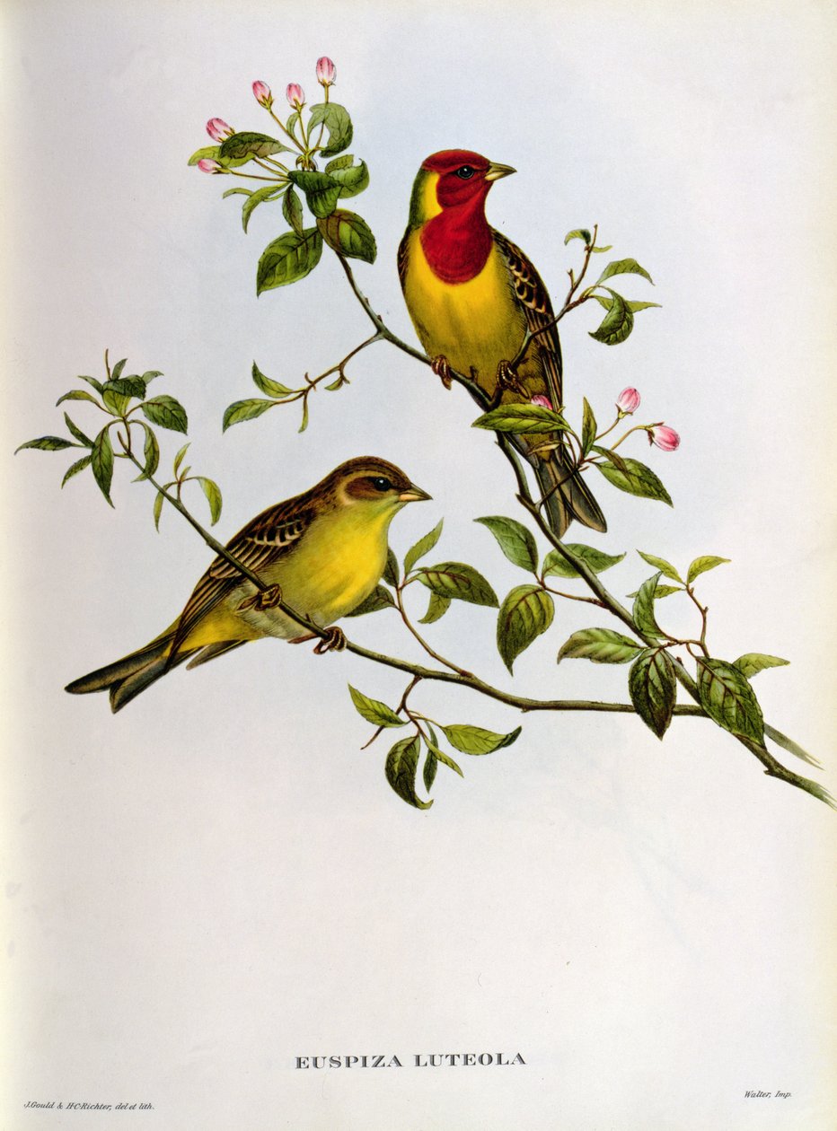 Euspiza Luteola, 1800-tallet av John Gould
