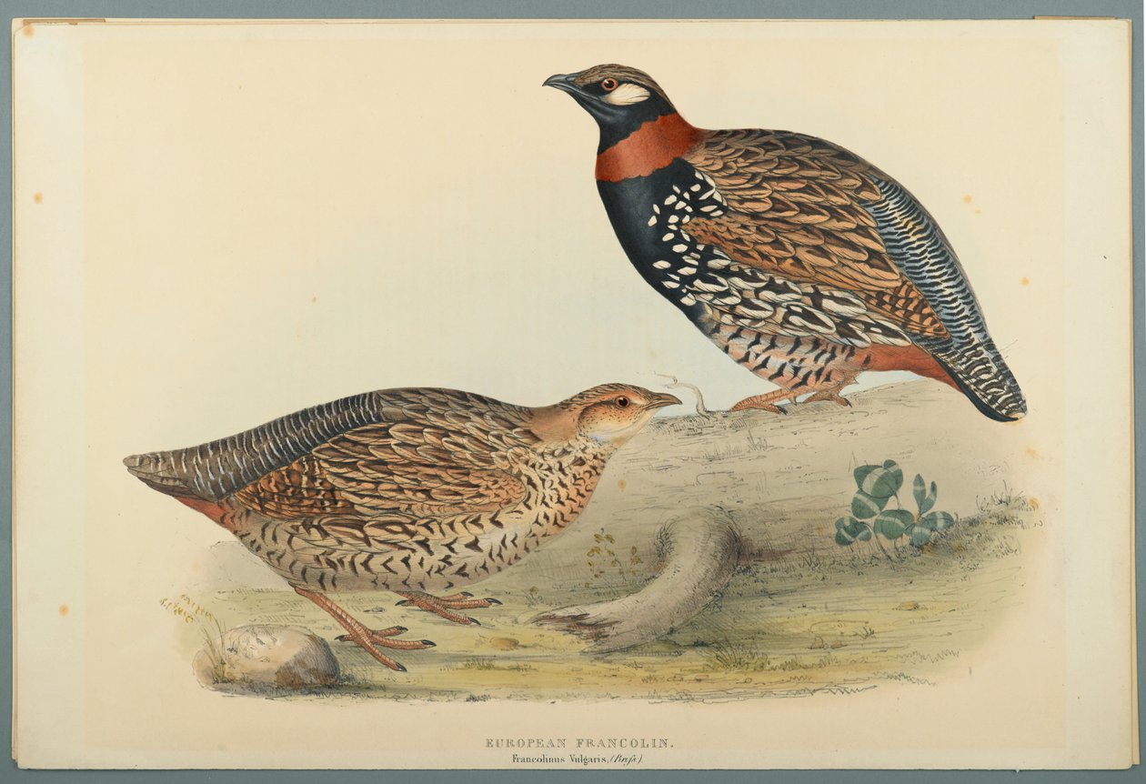 Francolinus Vulgaris (Briss): Europeisk Francolin (farge litho på vevd papir) av John Gould