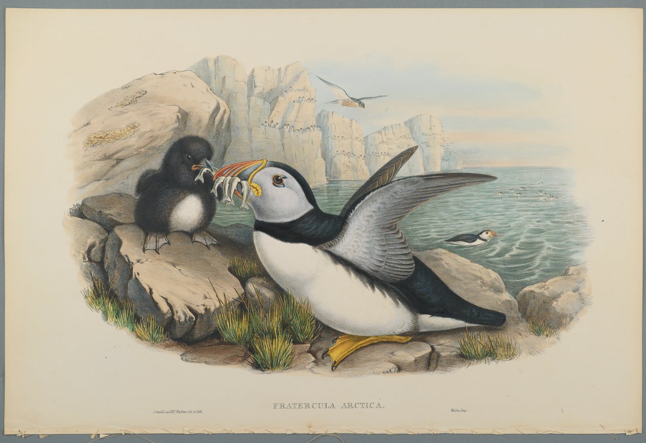Fratercula Arctica: Lundefugl (fargelitho på vevd papir) av John Gould
