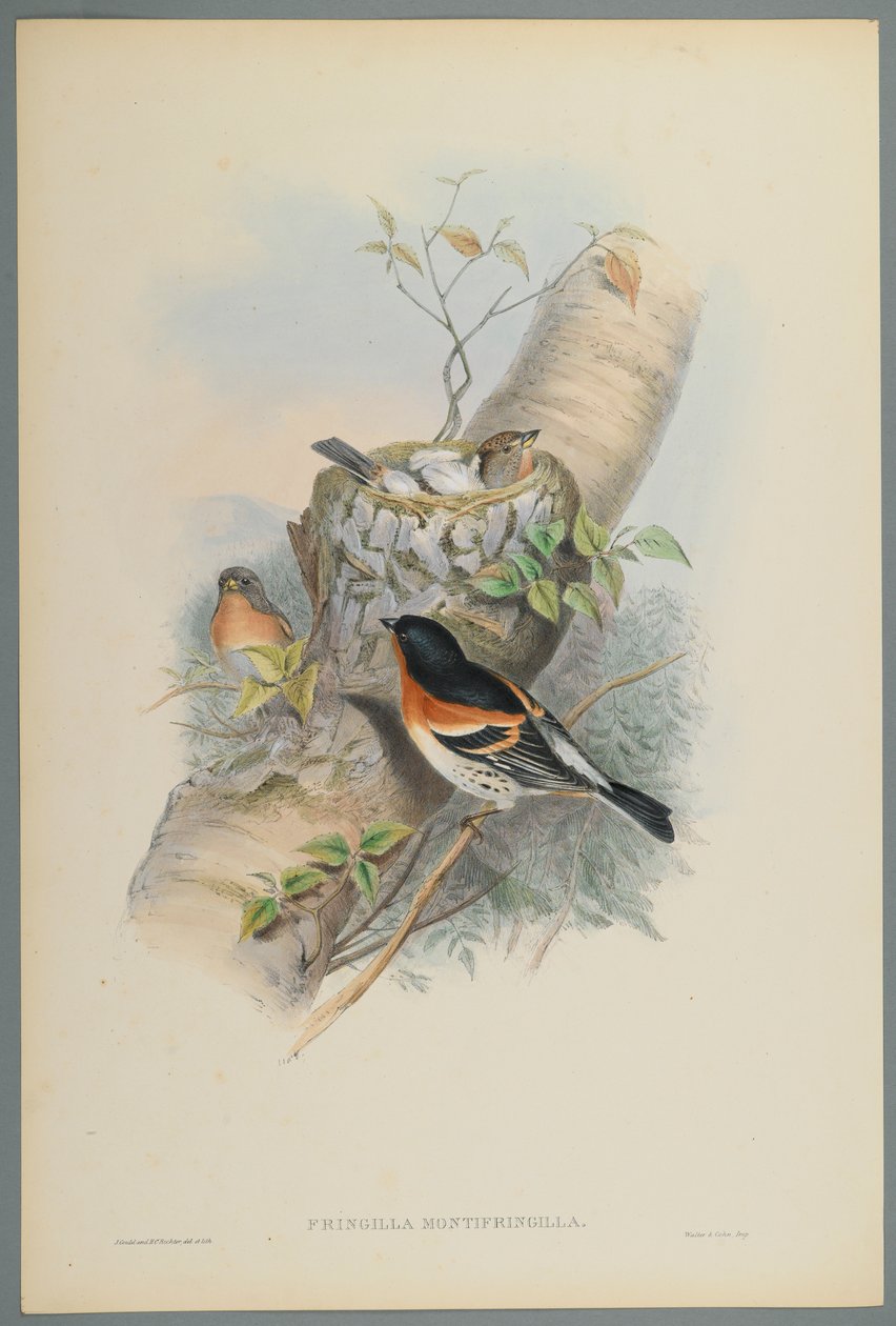 Fringilla Montifringilla - Bramblefinsh (fargelitho på vevd papir) av John Gould