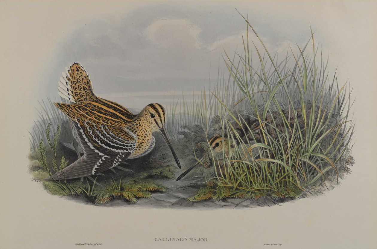 Gallinago Major - Storbekkasin av John Gould