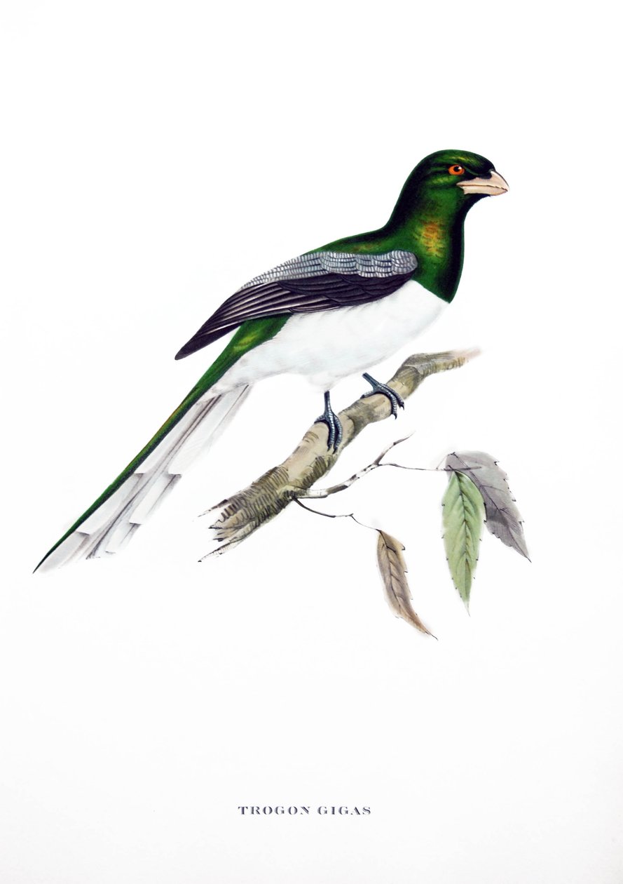 Giant Trogon, fugl fra India, gravering fra bok av John Gould (1804-1881) quot;Tropical Birdsquot; av John Gould