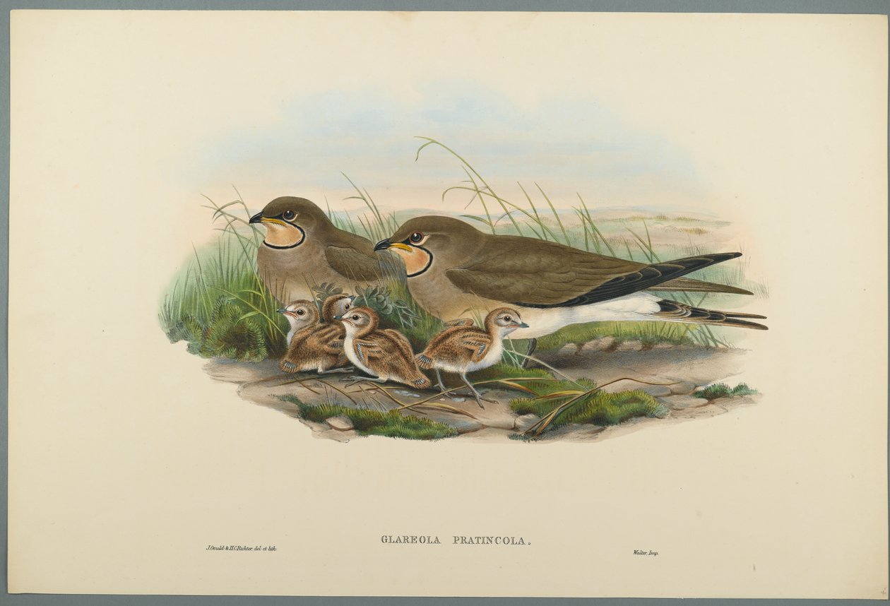 Glareola Pratincola - Common Pratincole (fargelitho på vevd papir) av John Gould