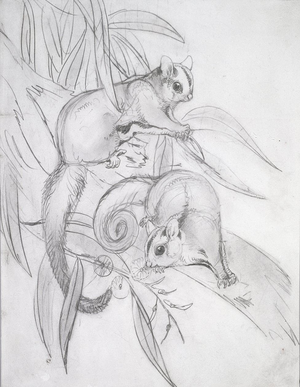 Glidende possums (blyant) av John Gould
