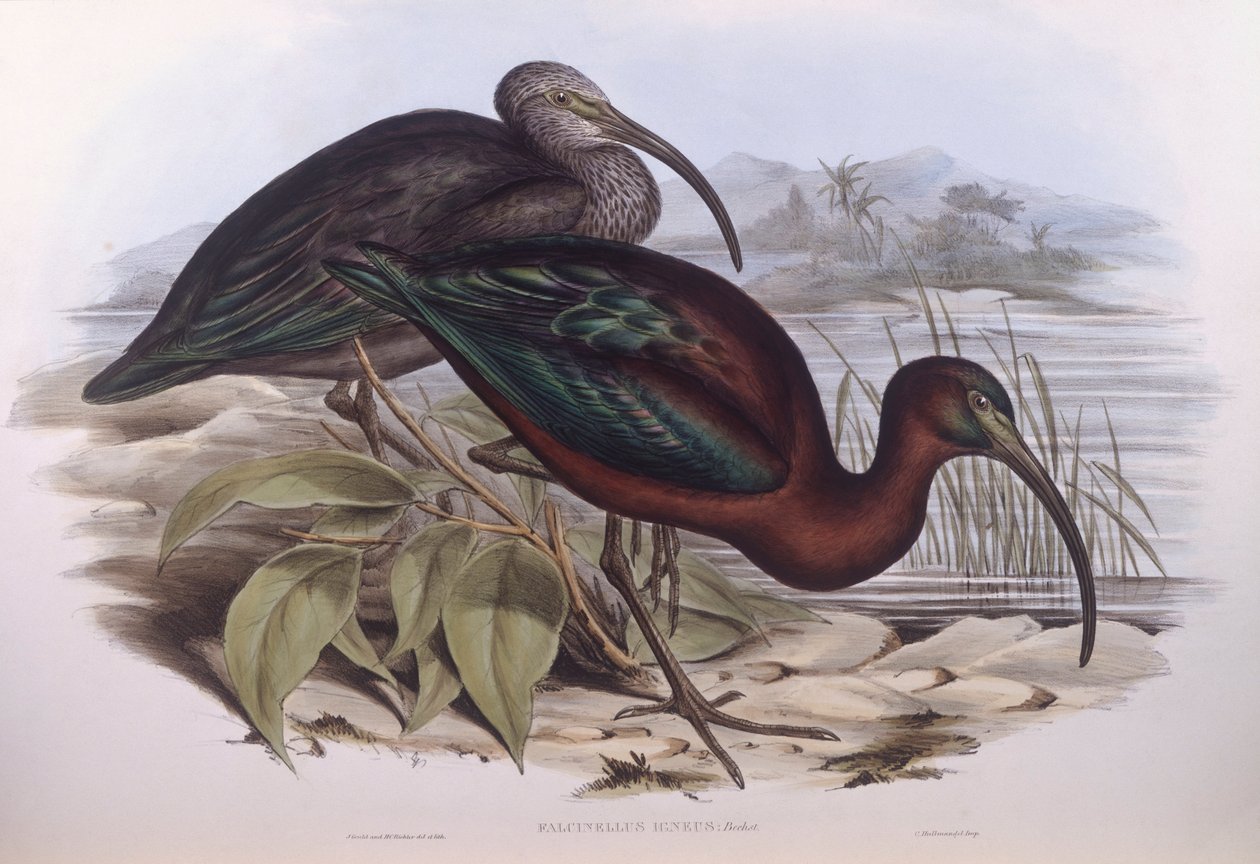 Glanset ibis (Plegadis falcinellus), Gravering av John Gould av John Gould