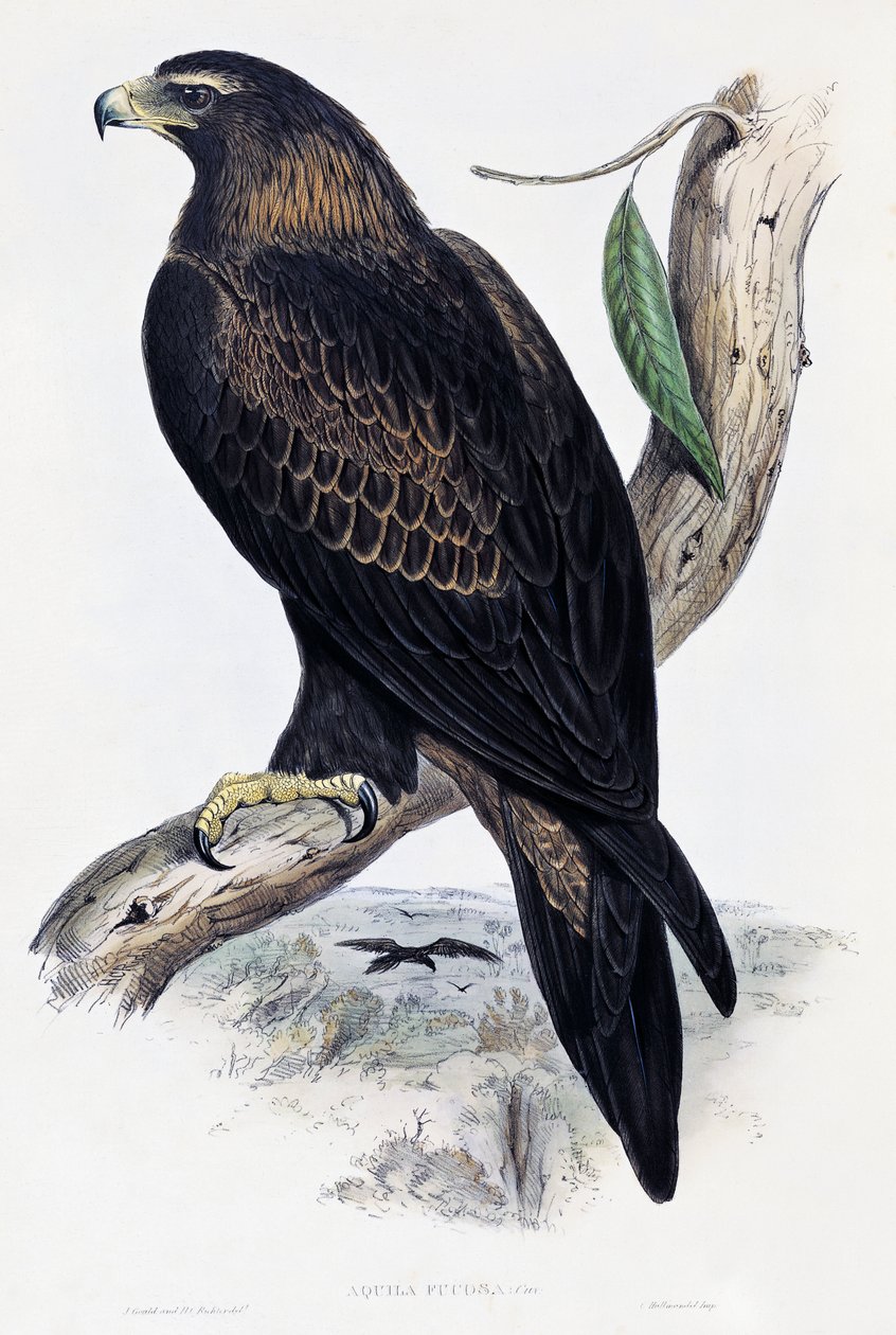 Golden Eagle (Aquila chrysaetos), litografi fra Birds of Australia og Storbritannia av John Gould (1804-1881), Storbritannia av John Gould