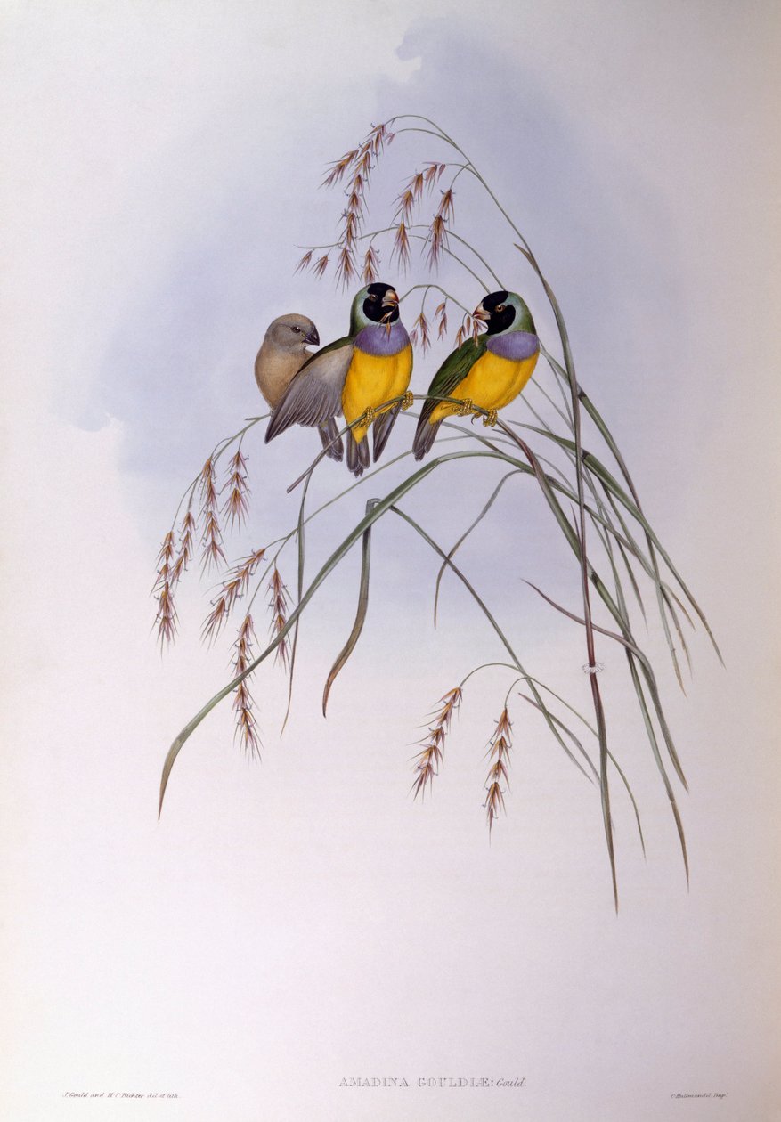 Gouldian fink (Chloebia eller Erythrura gouldiae), Gravering av John Gould av John Gould