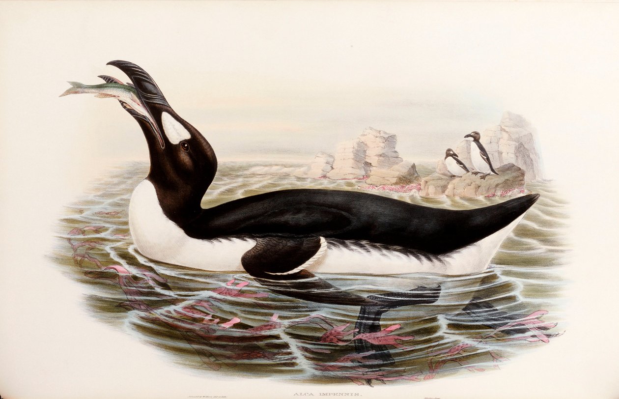 Great Auk, fra "The Birds of Great Britain", utgitt London 1862-73 av John Gould