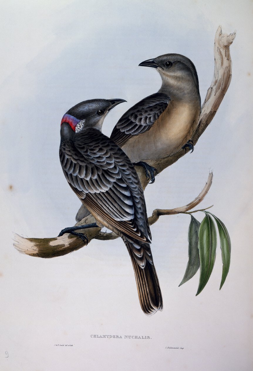 Great Bowerbird (Chlamydera nuchalis), gravering fra Birds of Australia av John Gould