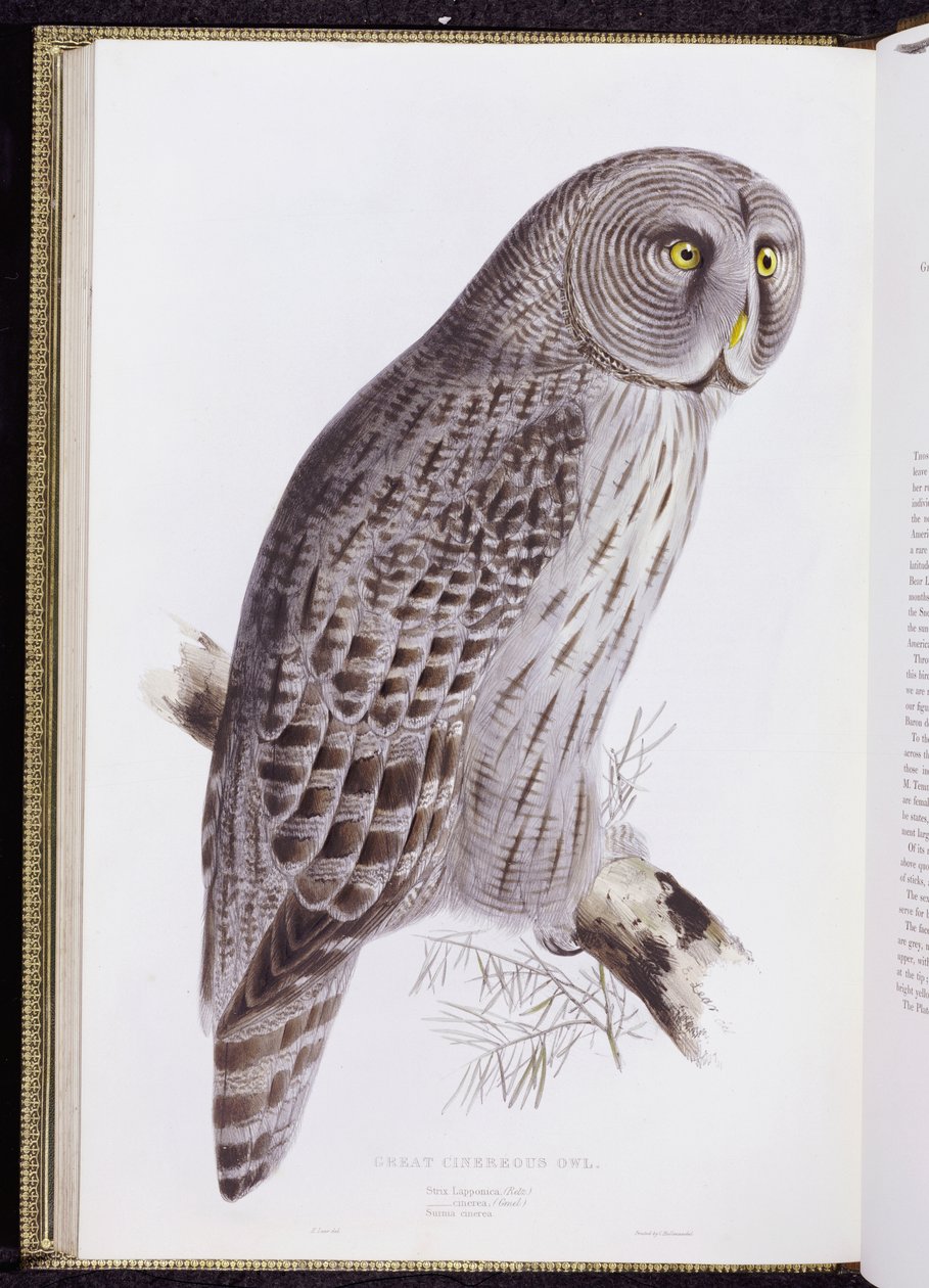 Great Cinereous Owl, fra "The Birds of Great Britain", utgitt London, 1862-73 av John Gould