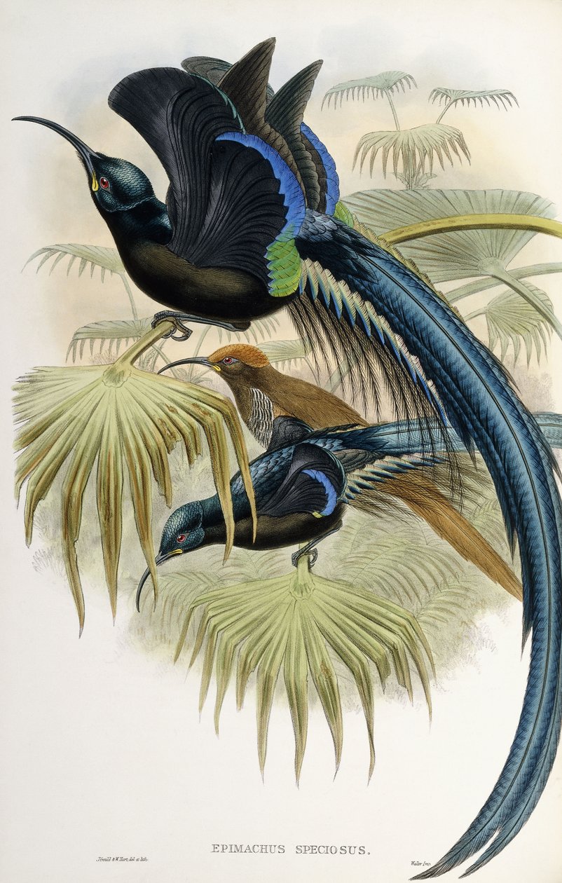 Stor sigdnebb-paradisfugl av John Gould