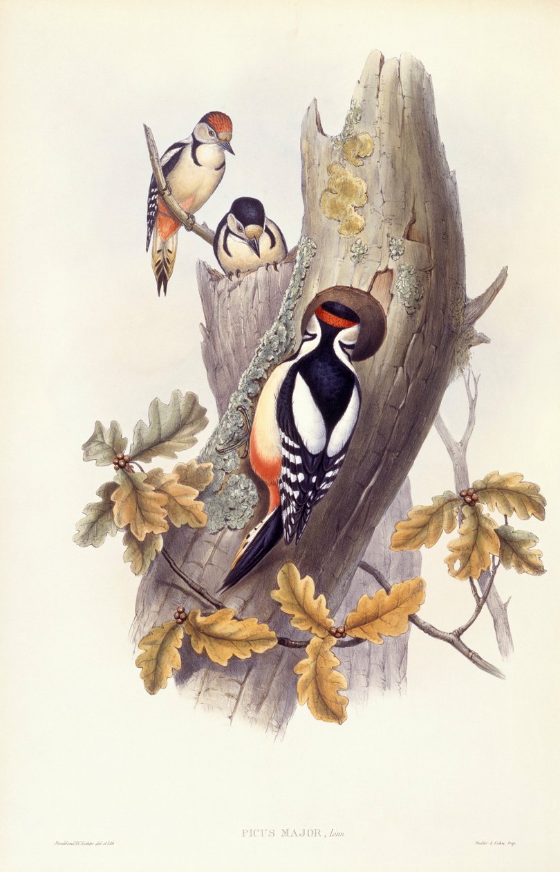Flott hakkespett (Dendrocopos major), Gravering av John Gould av John Gould