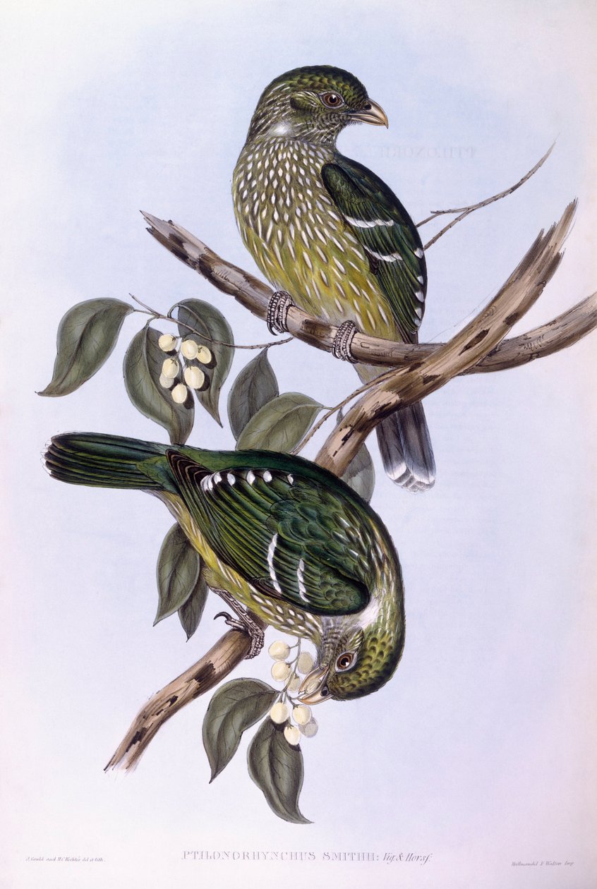 Grønn kattefugl (Ailuroedus crassirostris), Gravering av John Gould av John Gould