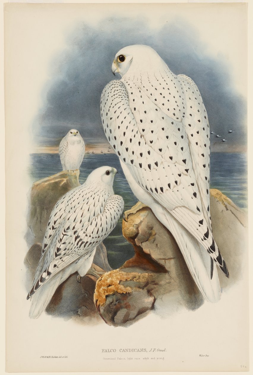 Grønlandsfalk av John Gould