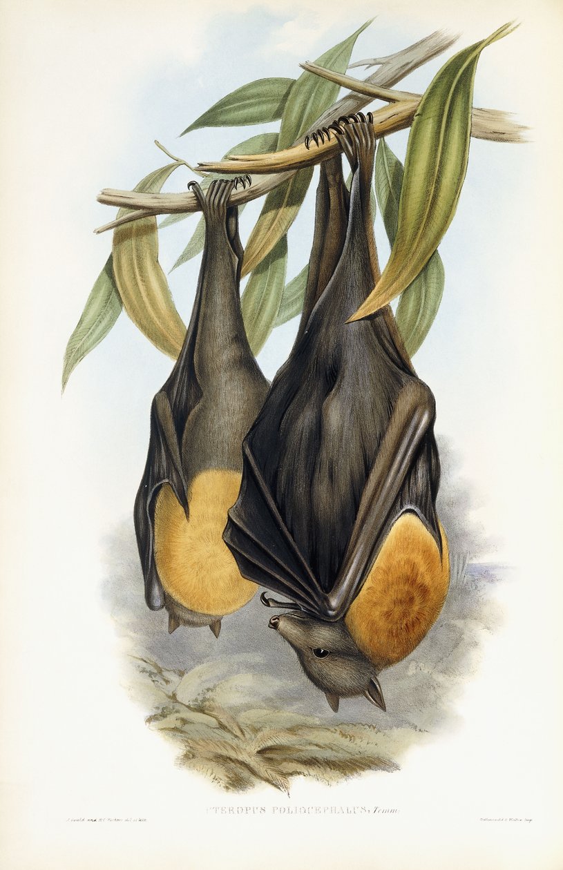 Gråhodet flygende rev av John Gould