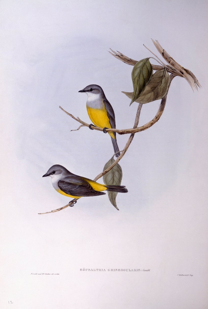 Gråbryst rødstrupe (Eopsaltria griseogularis), Gravering av John Gould av John Gould