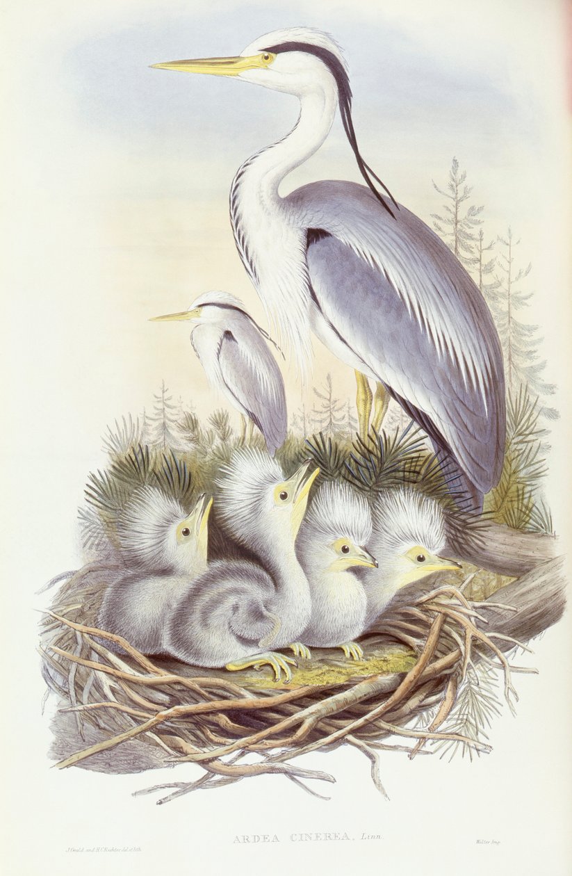 Gråhegre (Ardea cinerea), Gravering av John Gould av John Gould