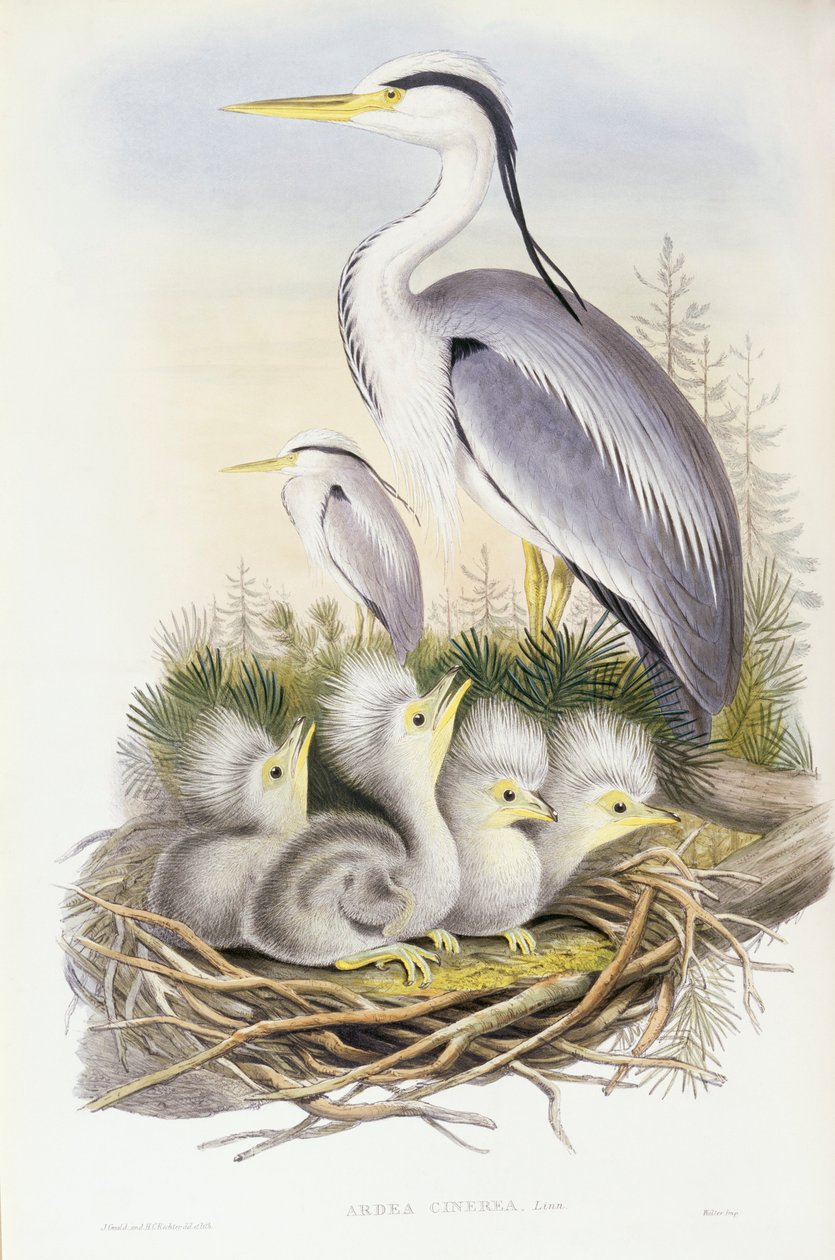 Gråhegre (Ardea cinerea), Gravering av John Gould av John Gould