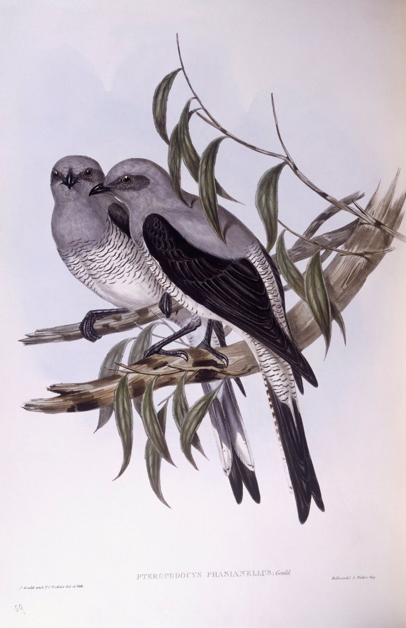 Jordgjøk (Coracina maxima), Gravering av John Gould av John Gould