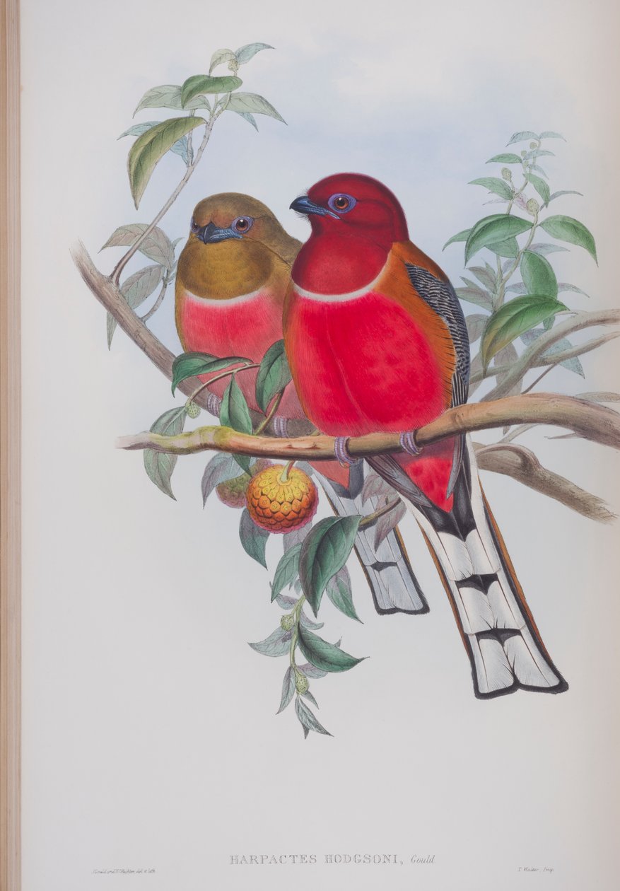Harpactes Hodgsoni, plate fra The Birds of Great Britain av John Gould, utgitt 1862-73 (håndfarget lito) av John Gould