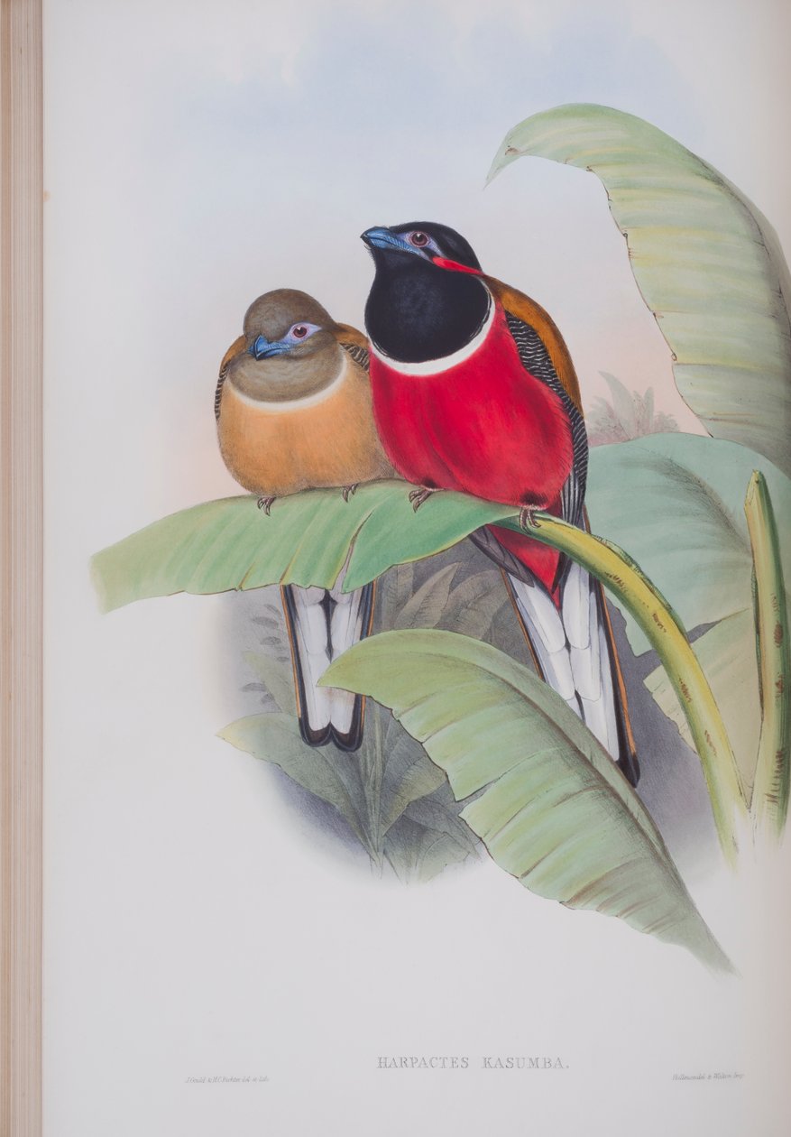 Harpactes Kasumba, plate fra The Birds of Great Britain av John Gould, utgitt 1862-73 (håndfarget lito) av John Gould