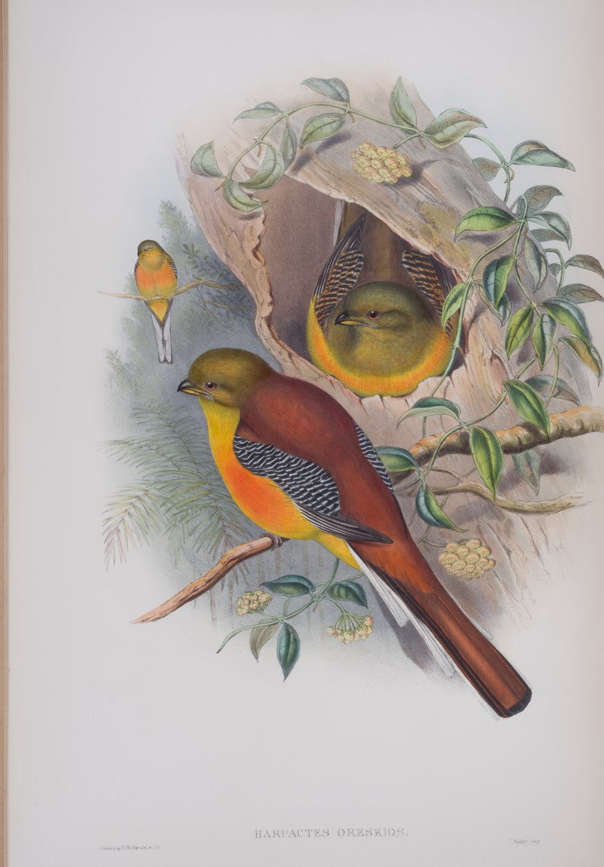 Harpactes Oreskios, plate fra The Birds of Great Britain av John Gould, utgitt 1862-73 (håndfarget lito) av John Gould