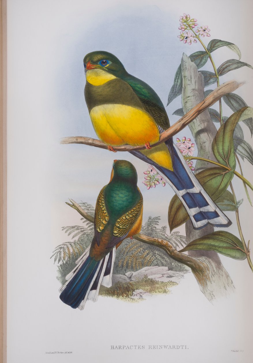 Harpactes Reinwardti, plate fra The Birds of Great Britain av John Gould, utgitt 1862-73 (håndfarget lito) av John Gould