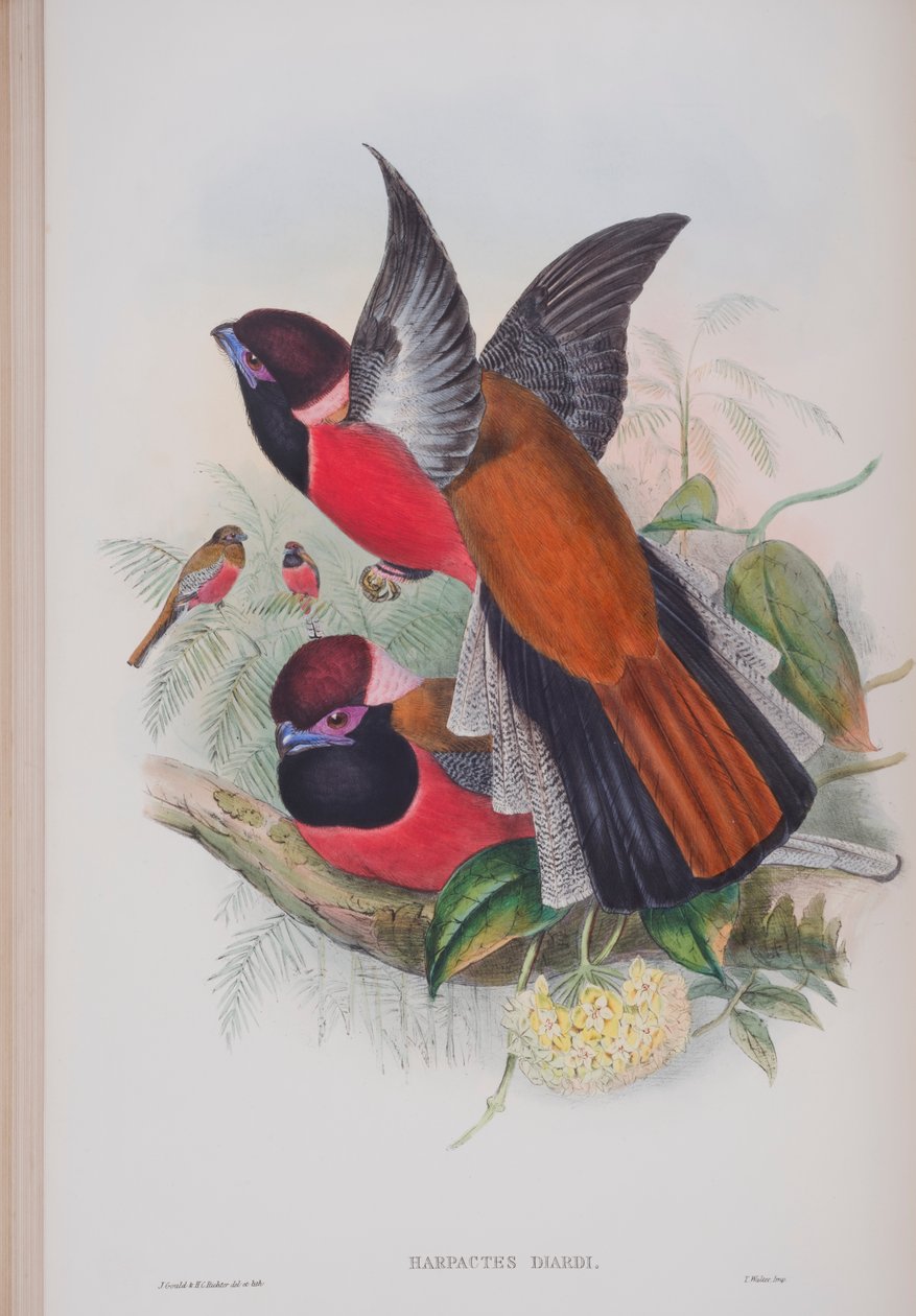 Harpactus Diardi, plate fra The Birds of Great Britain av John Gould, utgitt 1862-73 (håndfarget lito) av John Gould