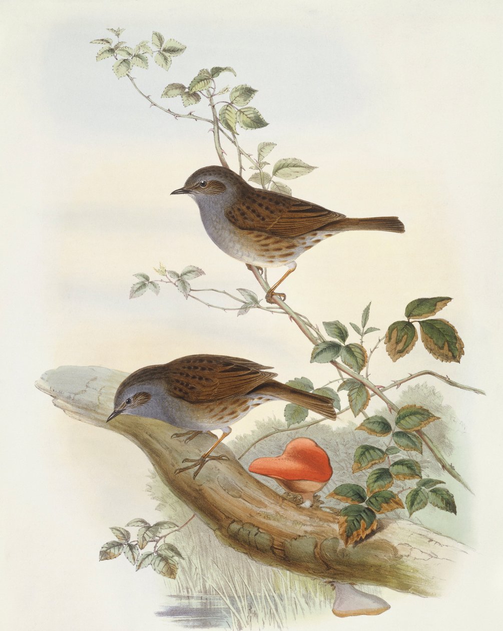 Hekkaksentor (Prunella modularis), Gravering av John Gould av John Gould
