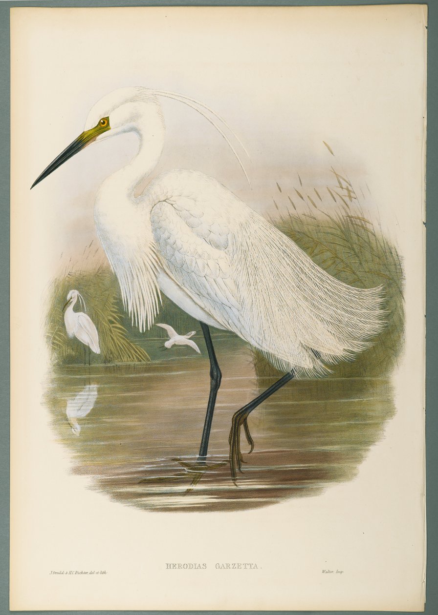 Herodias Garzetta - Little Egret (farge litho på vevd papir) av John Gould