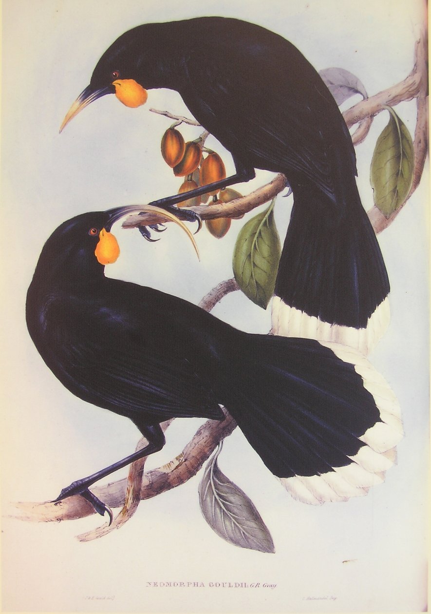  av John Gould