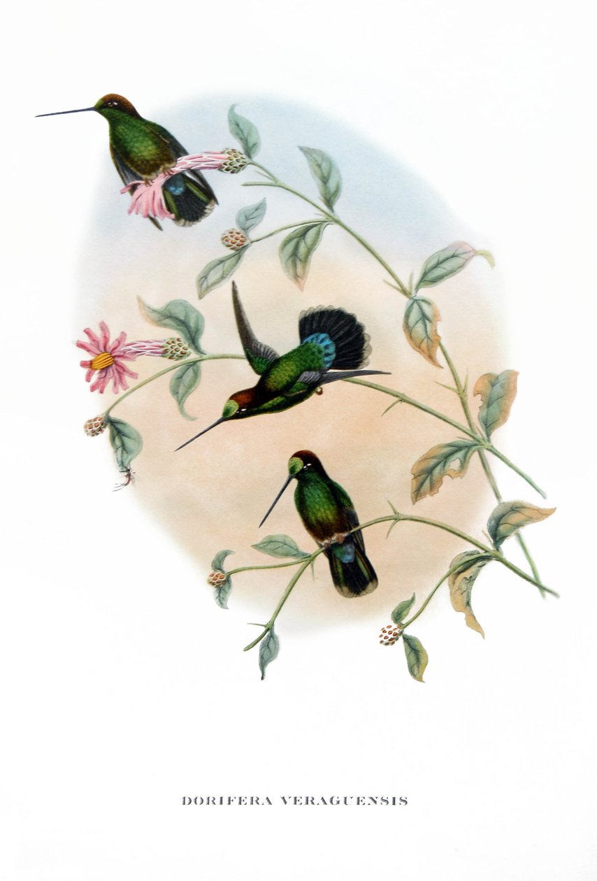  av John Gould