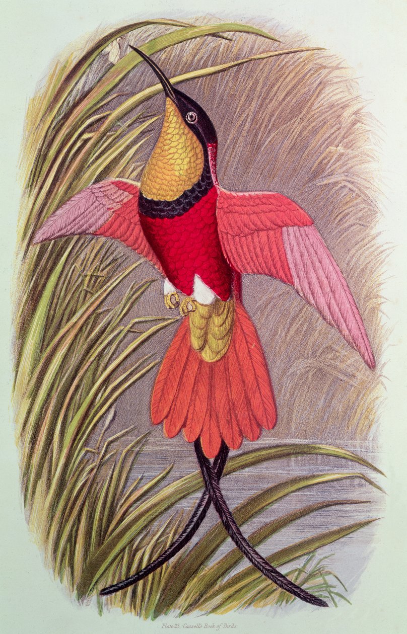 Humming Bird: Crimson Topaz, plate 23 fra 
