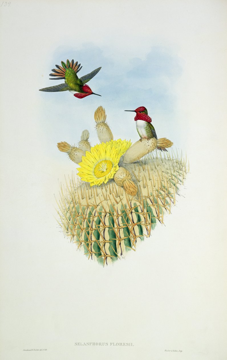 Hummingbird, gravert av Walter og Cohen av John Gould