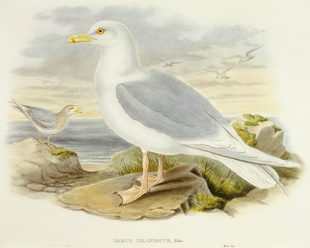 Islandsmåke (Larus glaucoides), Gravering av John Gould av John Gould