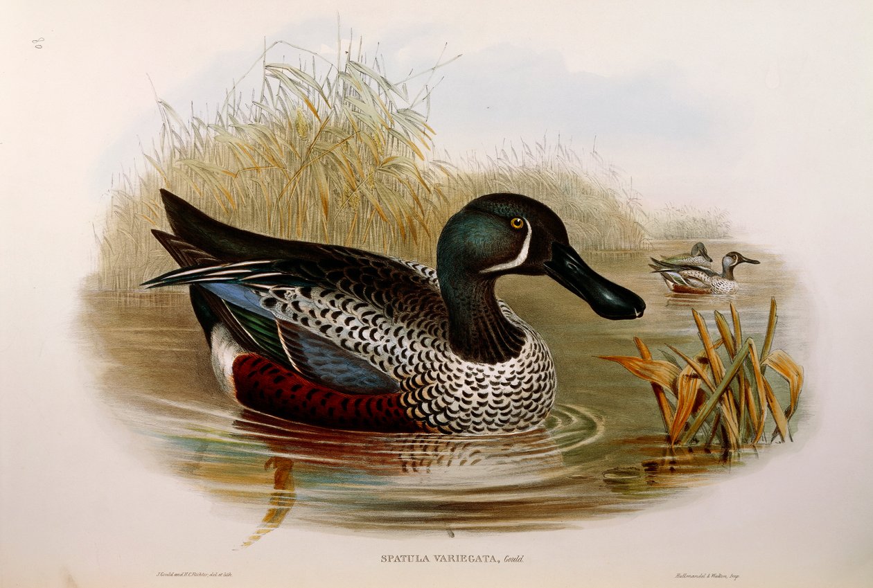 Illustrasjon fra John Goulds "The Birds of Australia" som representerer Australasian Shoveler Anas rhynchotis variegata, av Oscar Dressler av John Gould