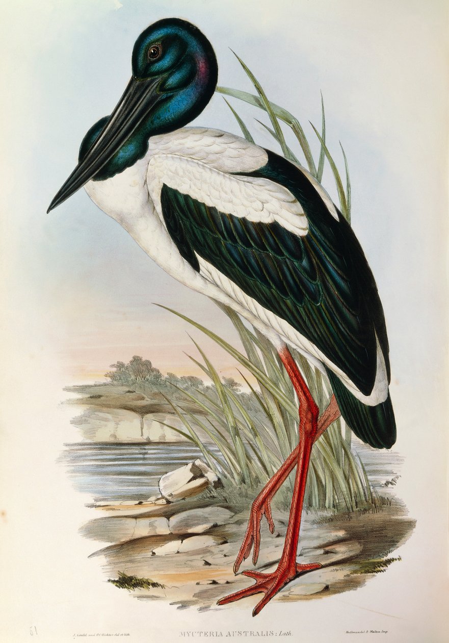 Illustrasjon fra John Goulds "The Birds of Australia" som representerer svarthalset stork Ephippiorhynchus asiaticus, av John Gould