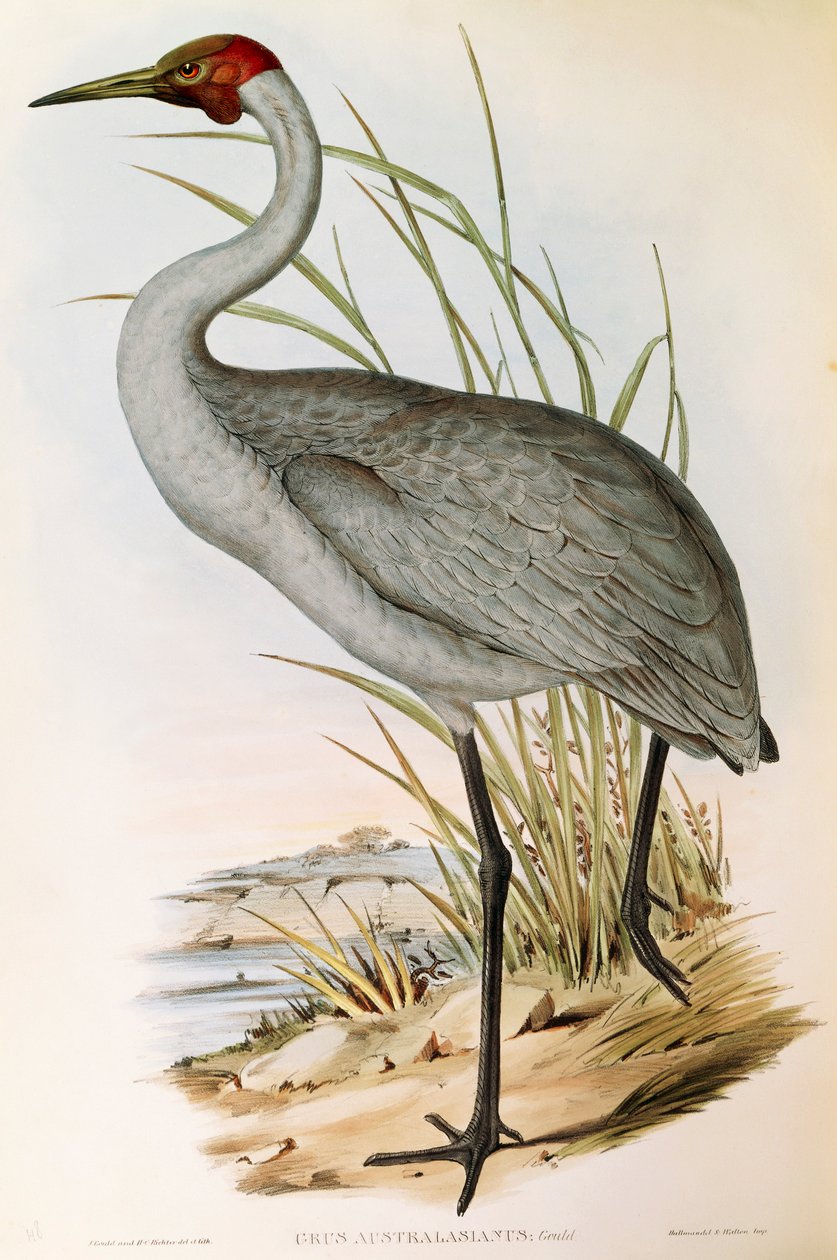 Illustrasjon fra John Goulds "The Birds of Australia" som representerer Brolga Grus rubicunda, av John Gould