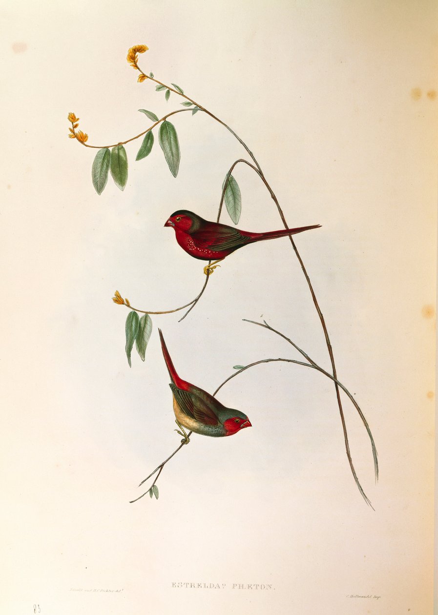 Illustrasjon fra John Goulds "The Birds of Australia" som representerer Crimson Finch Neochmia phaeton, farget gravering av John Gould
