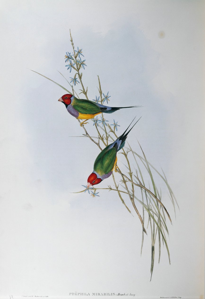 Illustrasjon fra John Goulds "The Birds of Australia" som representerer Gouldian Finch Chloebia gouldiae, av Oscar Dressler av John Gould
