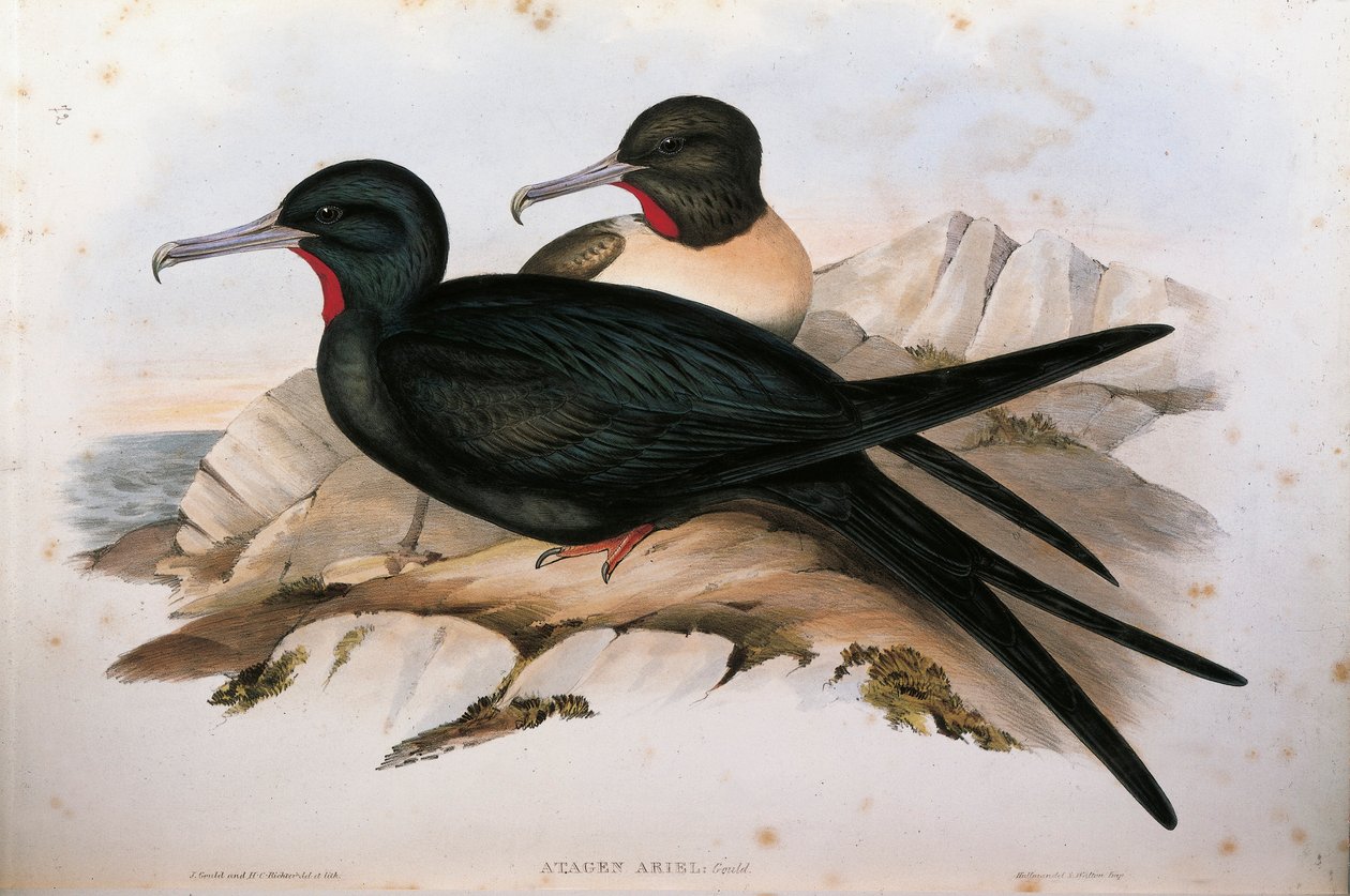 Illustrasjon fra John Goulds "The Birds of Australia" som representerer Lesser Frigatebird Fregata ariel, av Oscar Dressler av John Gould