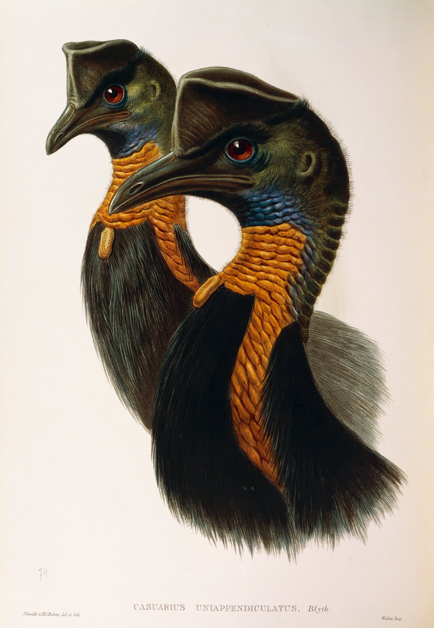 Illustrasjon fra John Goulds "The Birds of Australia" som representerer Northern Cassowary Casuarius unappendiculatus, av Oscar Dressler av John Gould