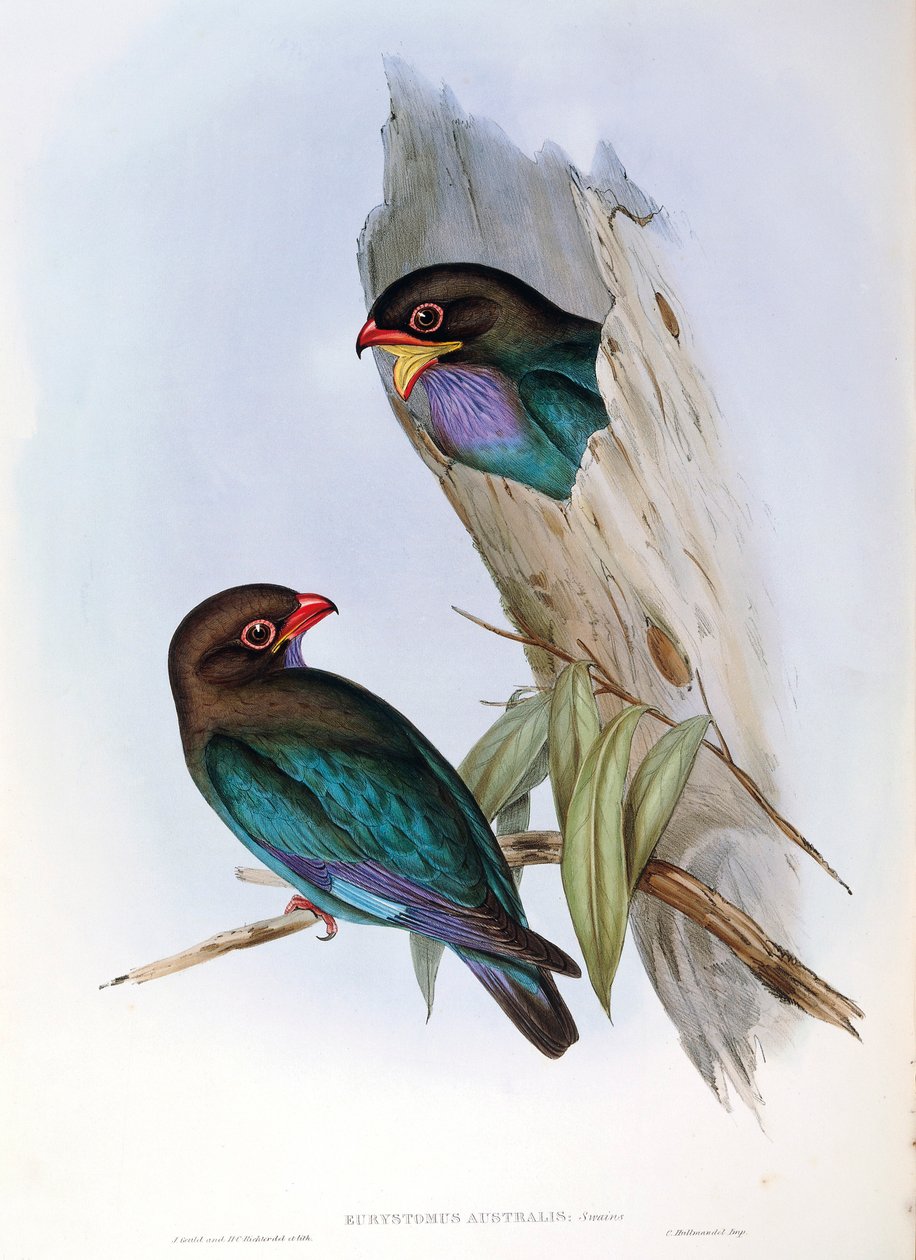 Illustrasjon fra John Goulds "The Birds of Australia" som representerer Oriental Dollarbird Eurystomus orientalis, av John Gould