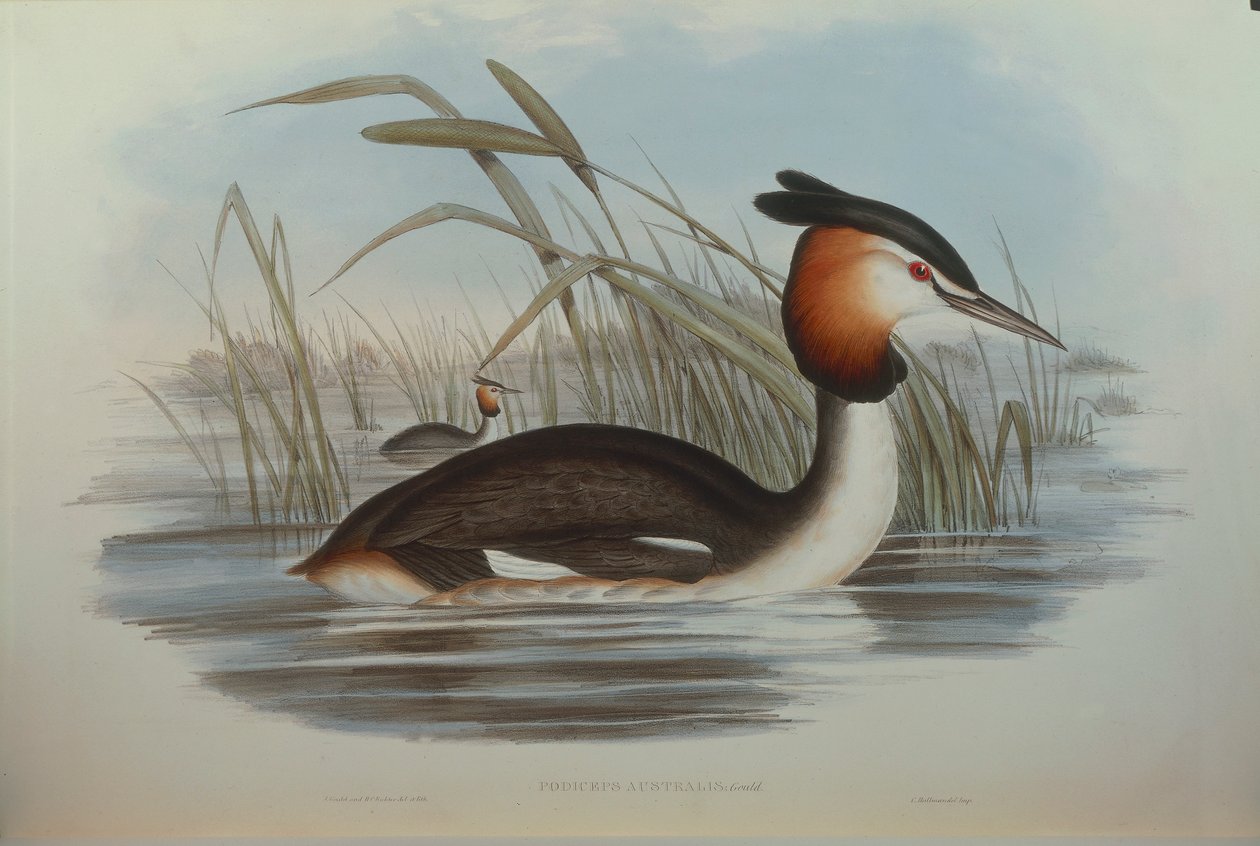 Illustrasjon fra John Goulds "The Birds of Australia" som representerer Southern Crested Grebe Podiceps cristatus australis, av Oscar Dressler av John Gould