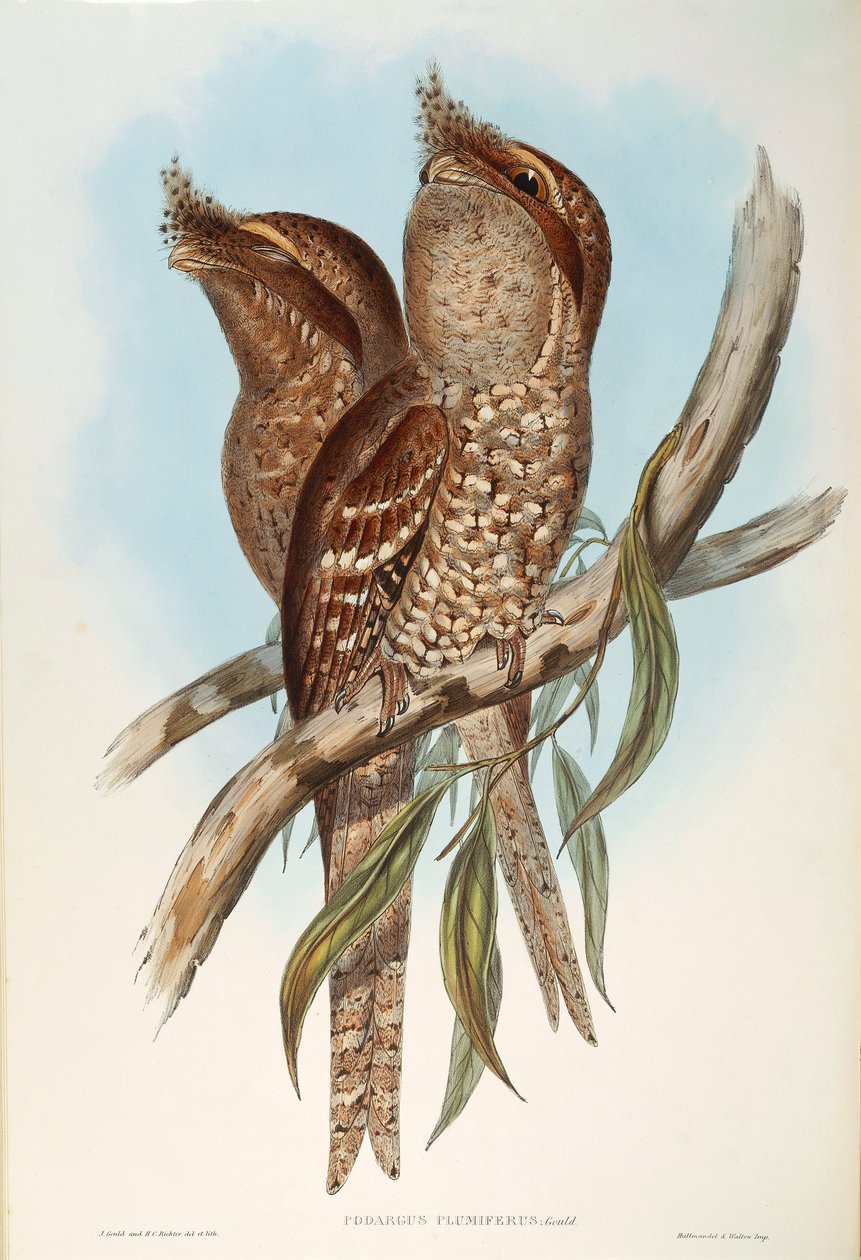 Illustrasjon fra John Goulds "The Birds of Australia" som representerer Tawny Frogmouth Podargus strigoides, av Oscar Dressler av John Gould