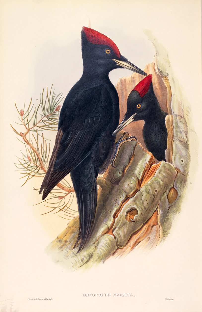 Illustrasjon fra John Goulds "The Birds of Great Britain" som representerer et par svarte spetter Dryocopus martius av John Gould