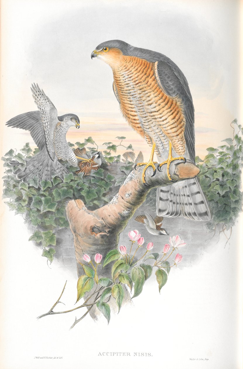 Illustrasjon av Accipiter Nisis (Sparrow-hawk) av John Gould
