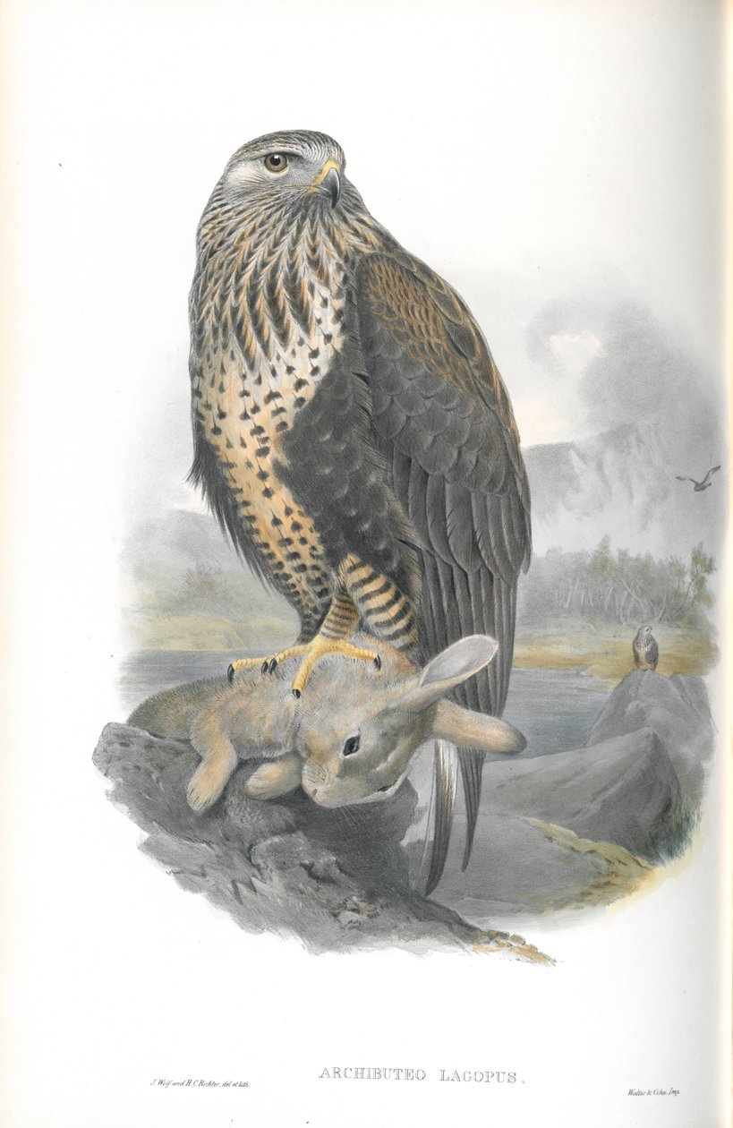 Illustrasjon av Archibuteo Lagopus (Rough-legged Buzzard) av John Gould