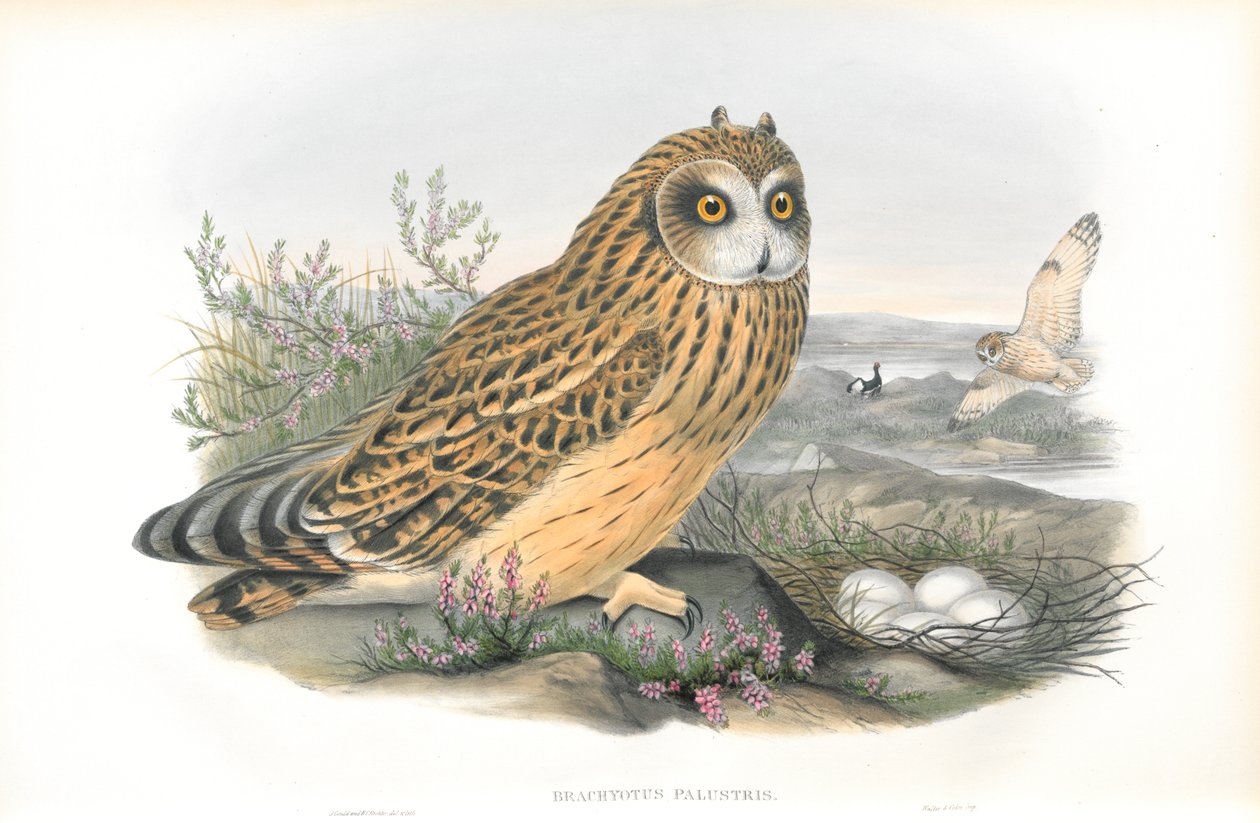 Illustrasjon av Brachyotus Palustris (kortørlet ugle) av John Gould